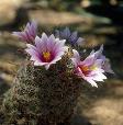 Pincushion cactus, central Arizona.