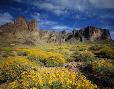 Brittlebush at the Superstition Mountains.