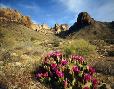 Beavertail cactus in bloom in the Black Mountains in western Arizona.