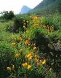 Desert wildflowers. Picacho Peak State Park.