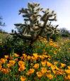 Poppies & cholla cactus, Picacho Peak State Park.