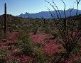 Ajo Mountains in spring, southern Arizona.